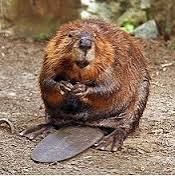 Beaver: Hunted by DoT?