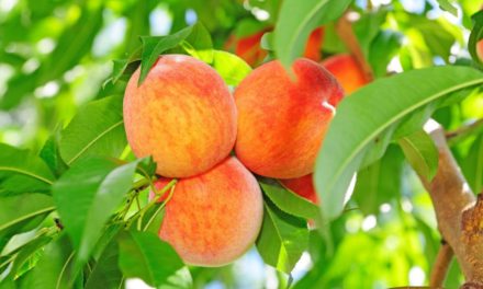 A Planters Sun and Peach Talk